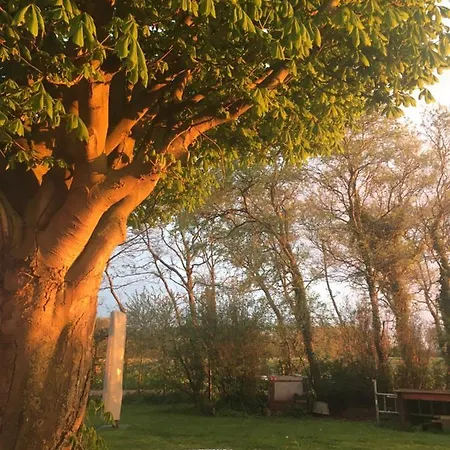 Lowlander هيمسكيرك