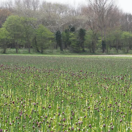 Bed & Breakfast Lowlander 3*