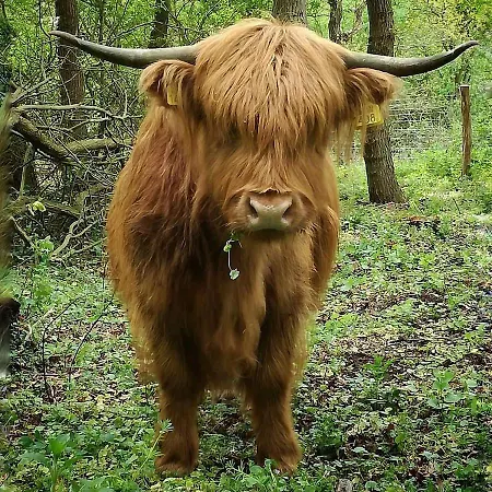 Lowlander فندق مبيت وإفطار