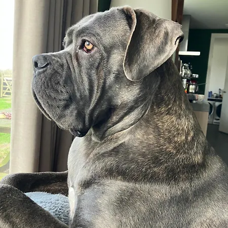 Lowlander فندق مبيت وإفطار 3*