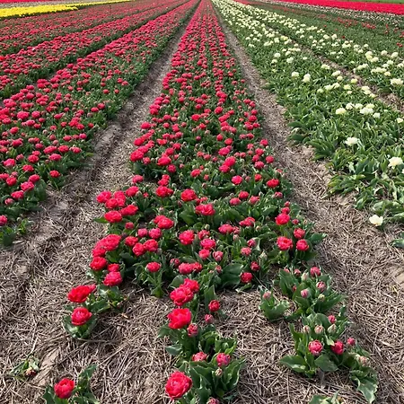 Oda ve Kahvaltı Lowlander 3*