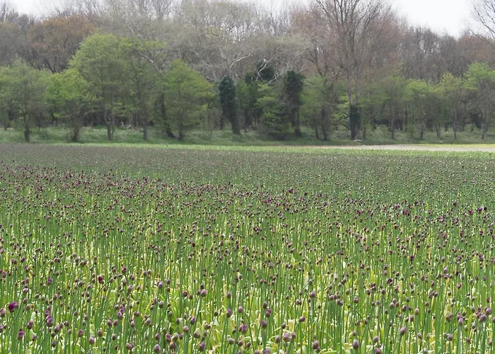 Oda ve Kahvaltı Lowlander 3*