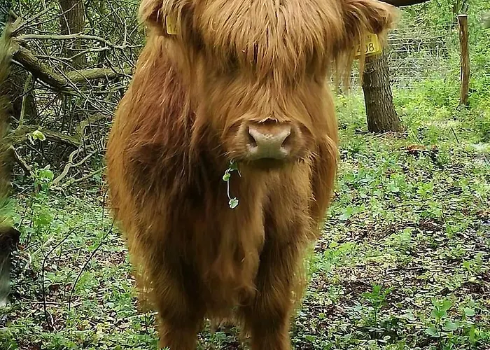 Lowlander Oda ve Kahvaltı