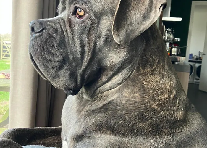 Lowlander Oda ve Kahvaltı 3*