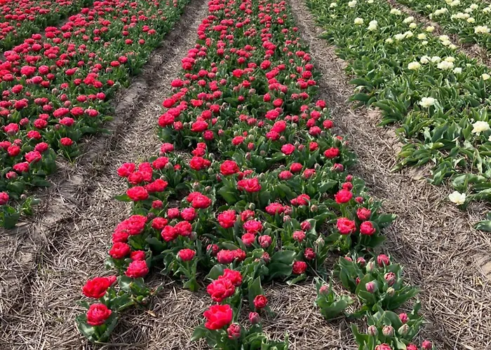 Oda ve Kahvaltı Lowlander 3*