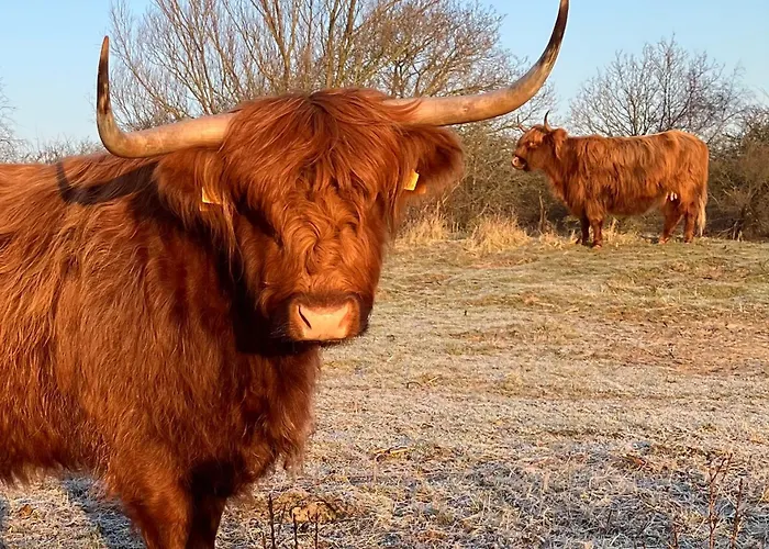 Oda ve Kahvaltı Lowlander Heemskerk